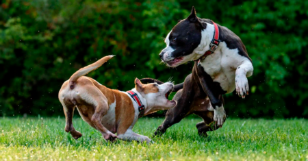 O que faz alguns cães atacarem outros cães amigáveis?