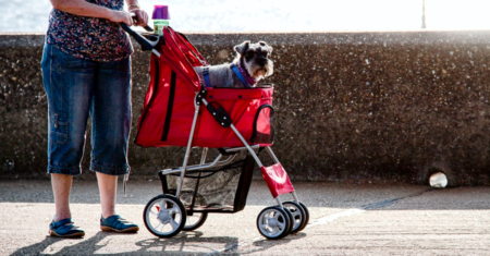 Passeando com cães idosos: como os carrinhos para cães podem ajudar