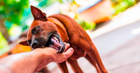 6 razões pelas quais seu cachorro está mordendo