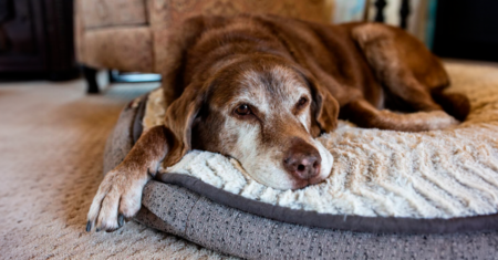 8 Maneiras de tornar a vida mais fácil para seu cão idoso