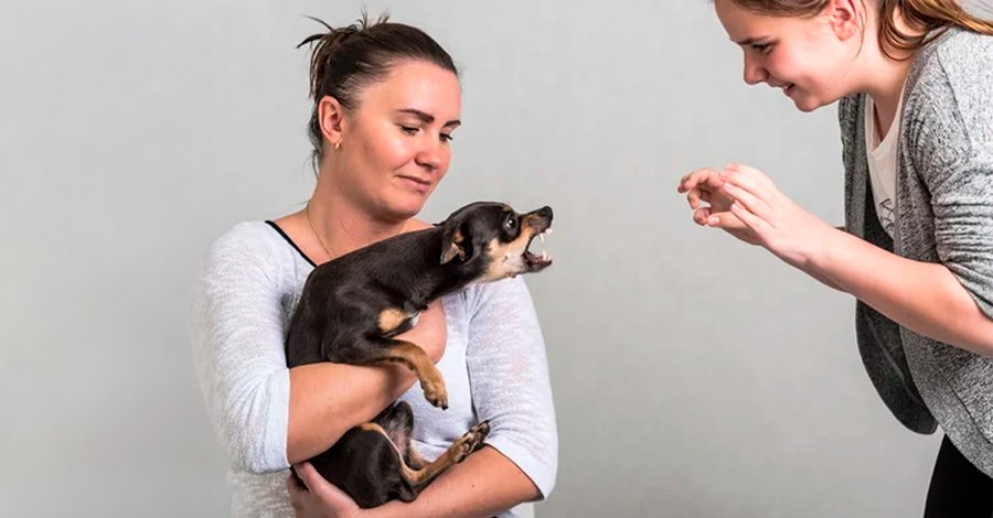 cachorro está com ciúmes