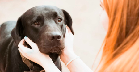 Depressão canina: sinais, causas e tratamento