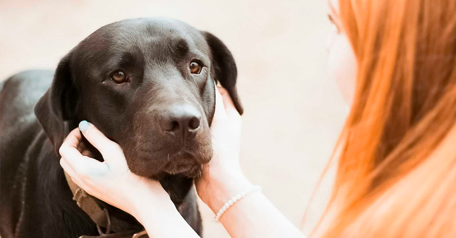 Depressão canina