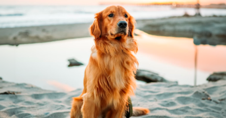 12 fatos fascinantes sobre Golden Retrievers