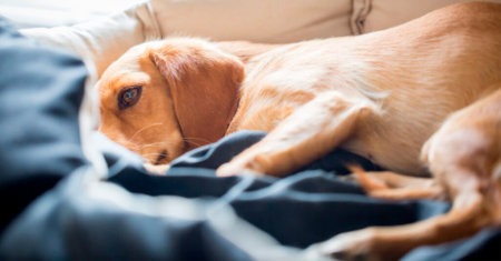 Como reconhecer a dor em seu cão e o que você pode fazer para ajudar