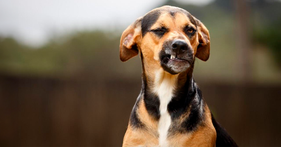 Por que meu cachorro não gosta de outros cães?