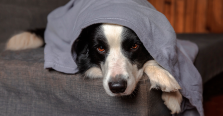 Como ajudar seu cachorro assustado durante as tempestades