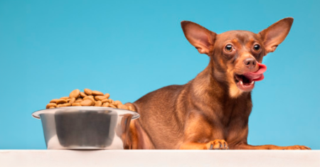 Como saber se seu cão está comendo a comida certa