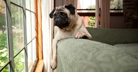 Por quanto tempo você pode deixar um cachorro sozinho?