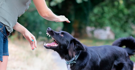 5 maneiras de evitar mordidas de cachorro