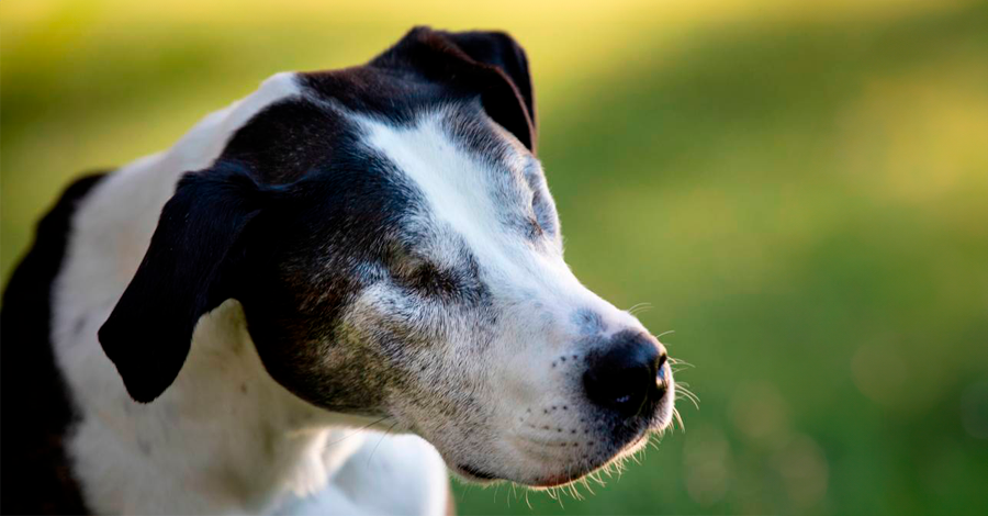 Como ajudar um cão cego a se adaptar