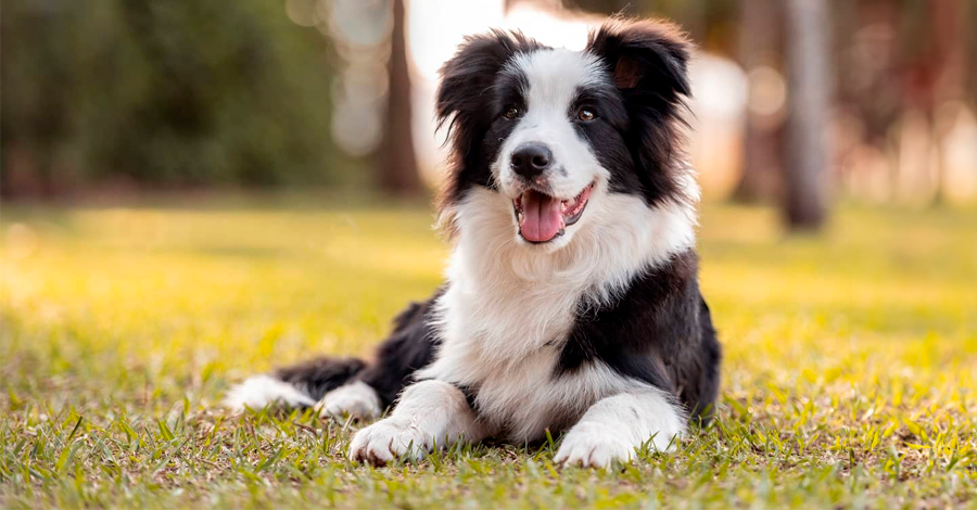 raças de cães mais saudáveis