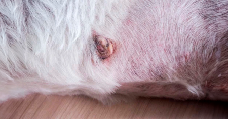 Melanoma em cães