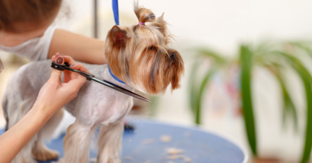 7 Passos para Criar um Cachorro que Gosta de Ser Tosado