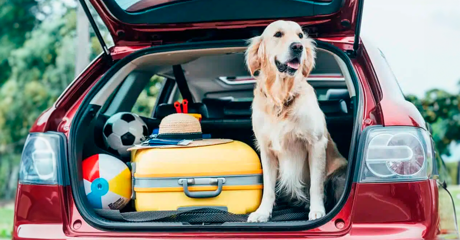 Na Estrada: Dicas De Viagem De Carro Para Cães