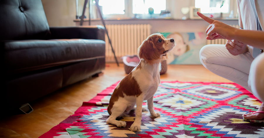 10 Dicas de como ser o Líder do seu cachorro