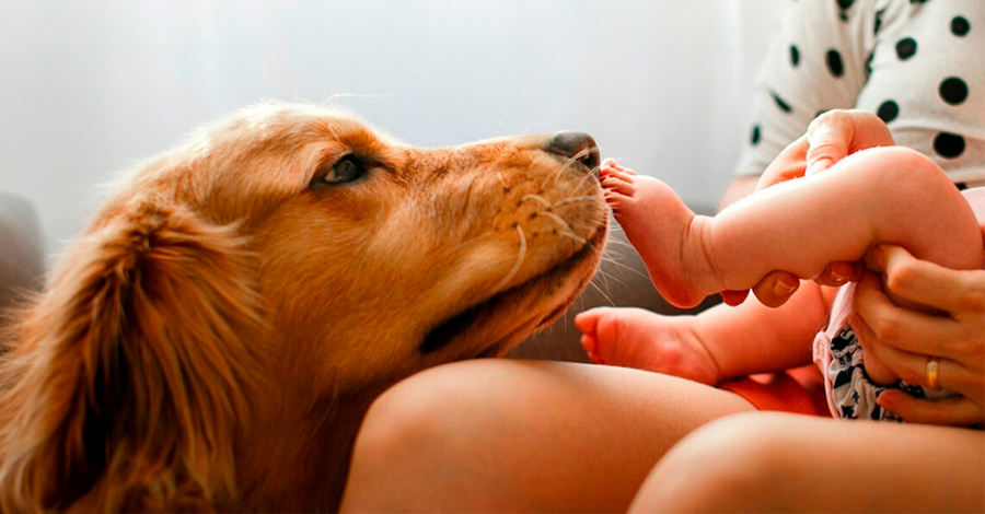 Esperando um bebê? O que você precisa saber se você tem um cachorro