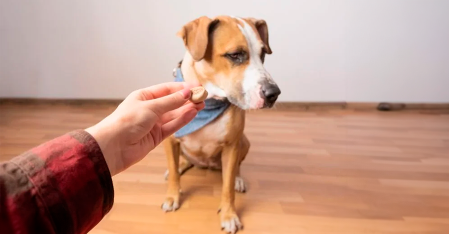 comida para cães