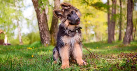 Por que os cães inclinam a cabeça?