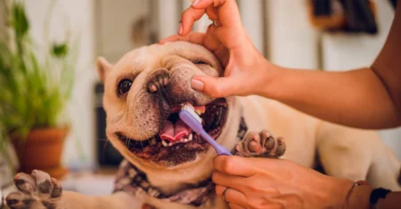 Como escovar os dentes do cachorro?