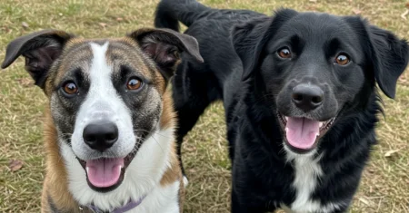 5 perguntas a fazer a si mesmo antes de adotar um cachorro 