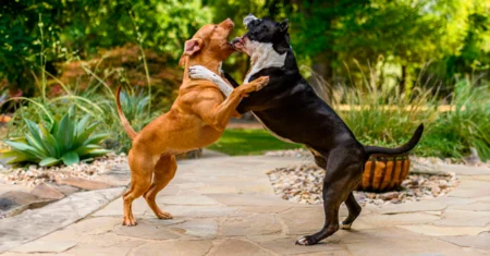 Cães valentões são perigosos?