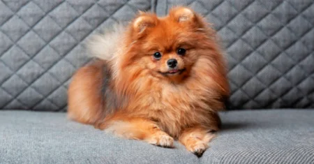 Quanto Custa um Lulu da Pomerânia?